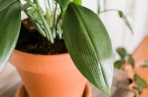 How to Grow the Cast-Iron Plant
